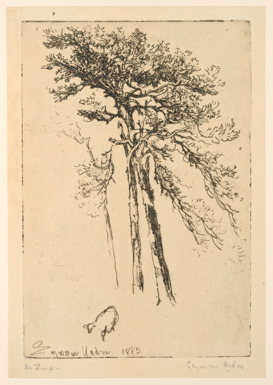 Scotch Firs alkotó: Francis Seymour Haden