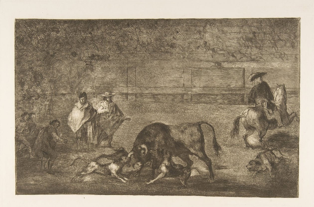C tábla: A kutyák elengedték a bikát., kb. 1816. alkotó: Francisco de Goya