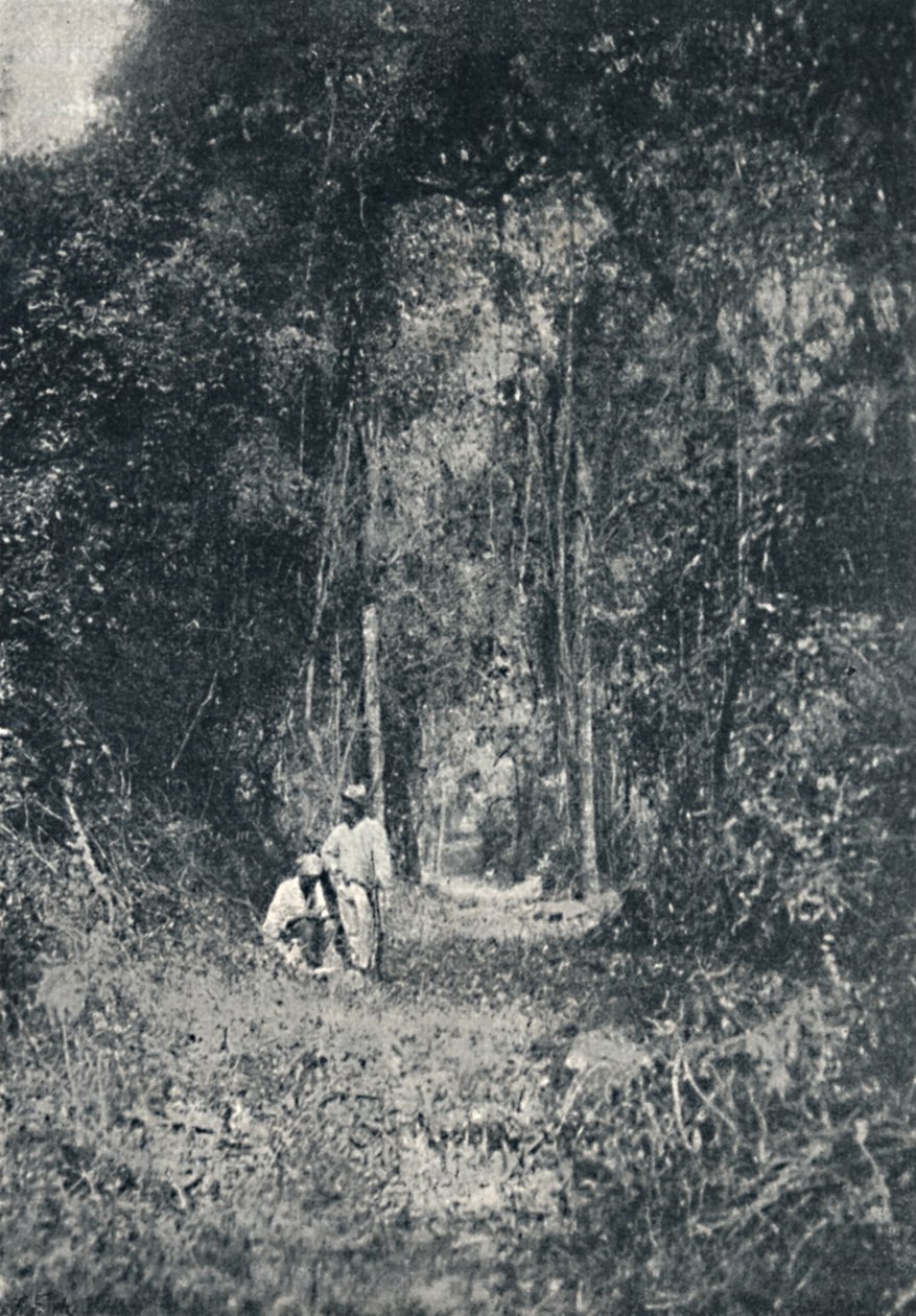 Alto Parana Highway, 1895 alkotó: Francisco Henszler