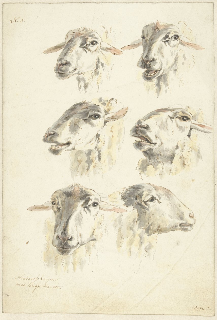Tanulmányi lap hat birkafejjel alkotó: Franciscus Andreas Milatz (attributed to)