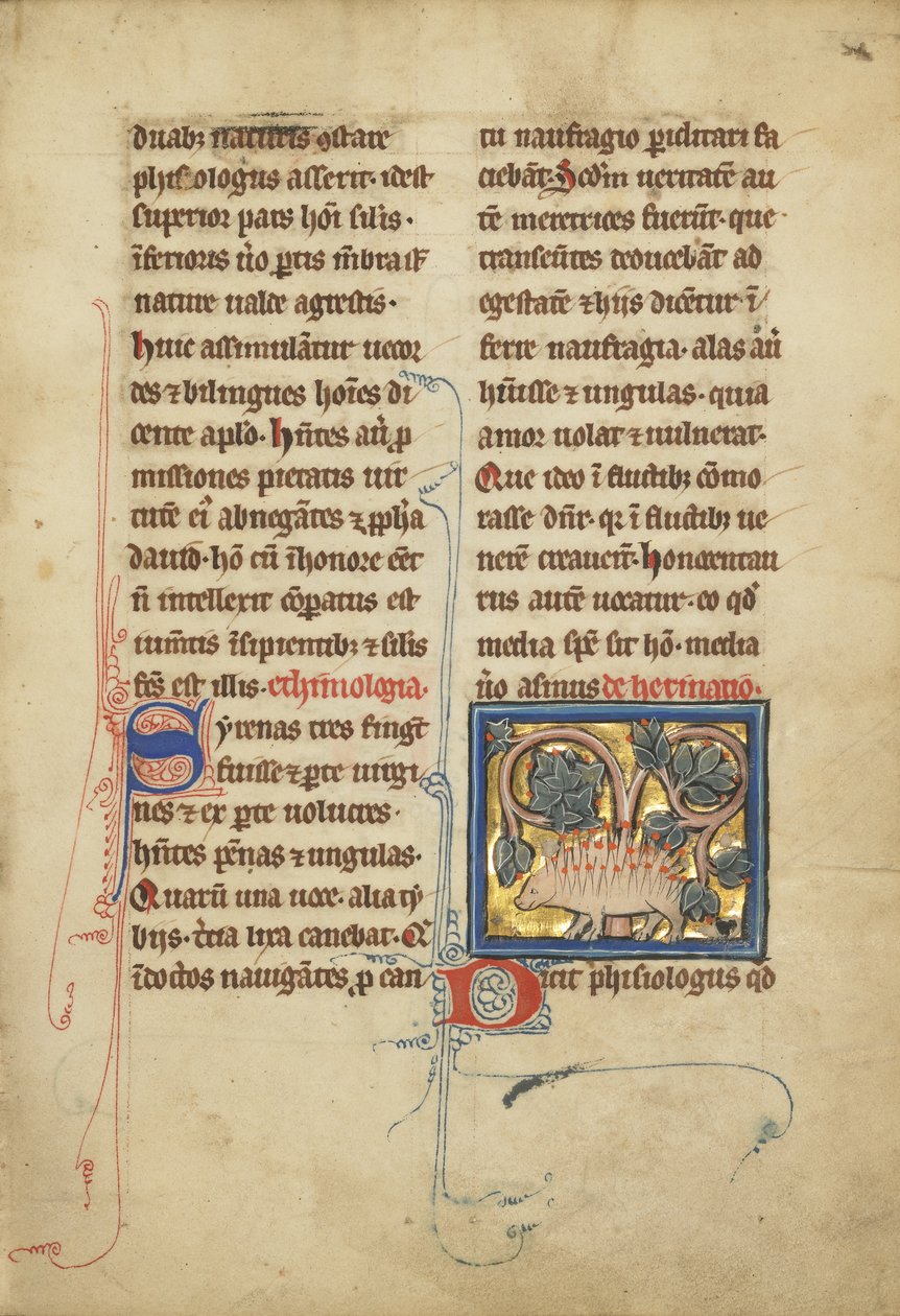 Egy sündisznó egy bestiáriumból Ms. Ludwig XV 4, fol. 82, 1280-1300 körül (tempera, toll és tinta, aranylevél és festék pergamenre) alkotó: Franco Flemish School