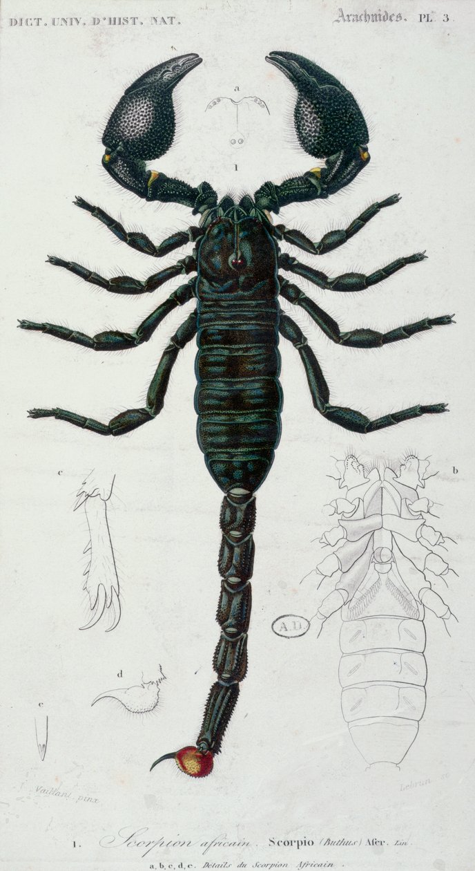 Afrikai Skorpió (Skorpió) (színes gravírozás) alkotó: Francois Le Vaillant