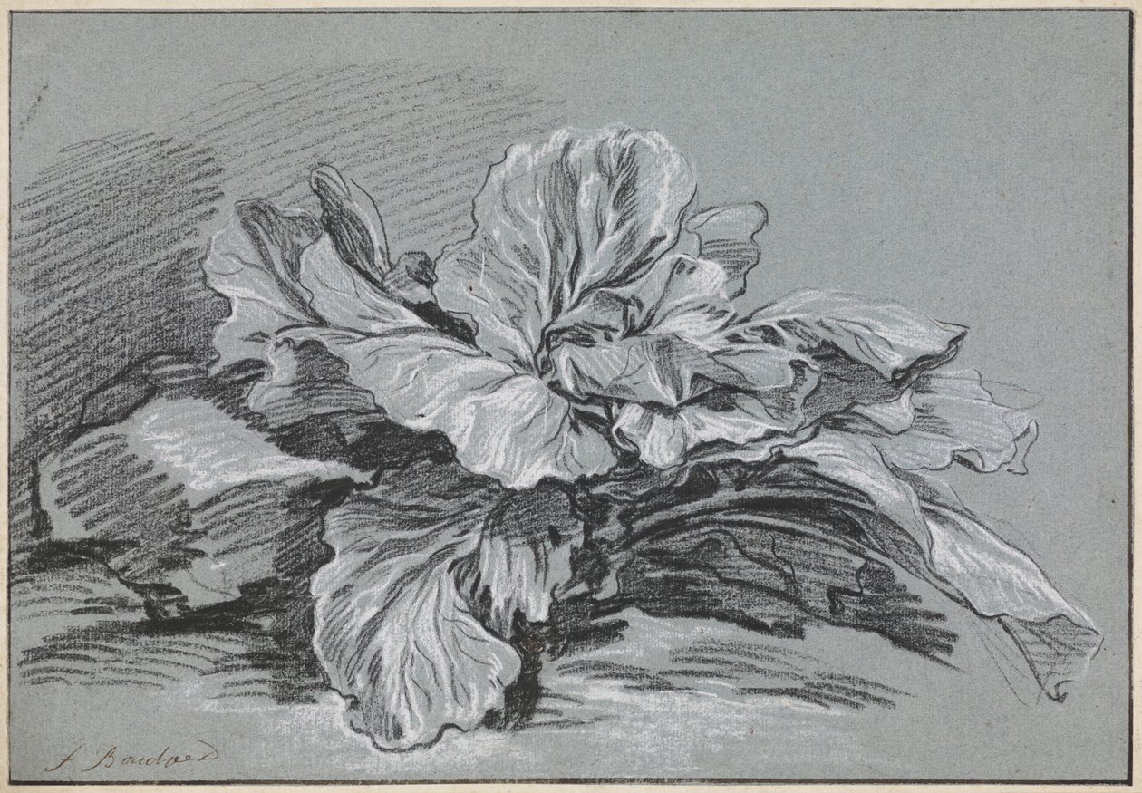 Egy káposzta vizsgálata alkotó: François Boucher