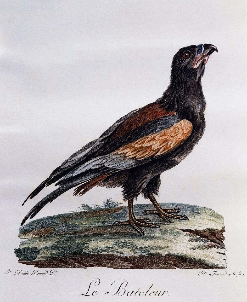 Felnőtt Bateleur (Terathopius ecaudatus), metszet a Histoire Naturelle des Oiseaux d