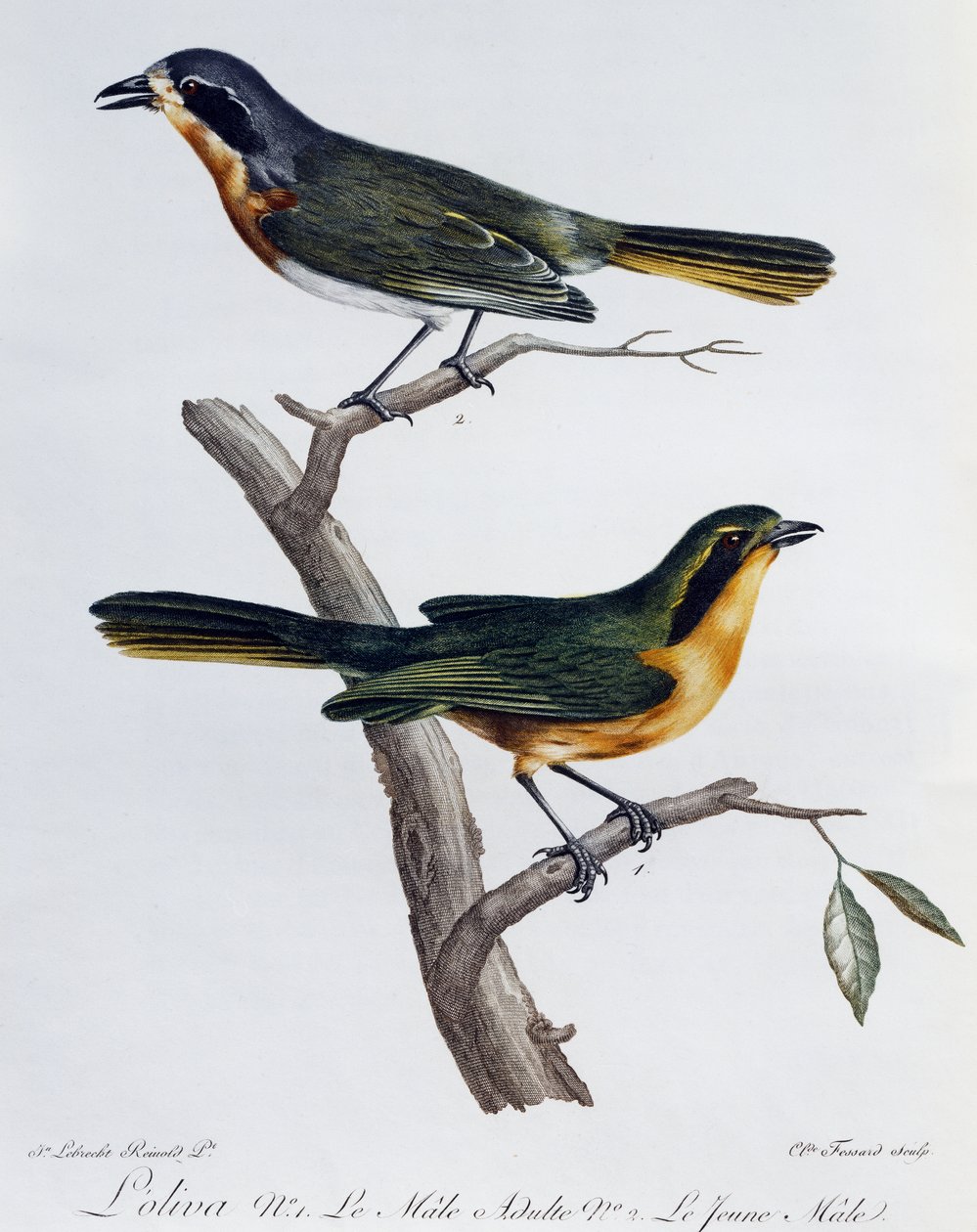 Olive Bushshrike (Telophorus olivaceus) kifejlett hím és fióka, metszet a Histoire Naturelle des Oiseaux d
