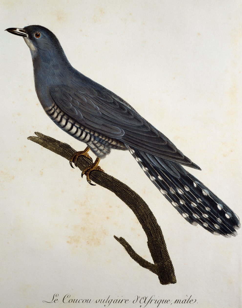 Afrikai kakukk (Cuculus gularis), metszet a Histoire Naturelle des Oiseaux d