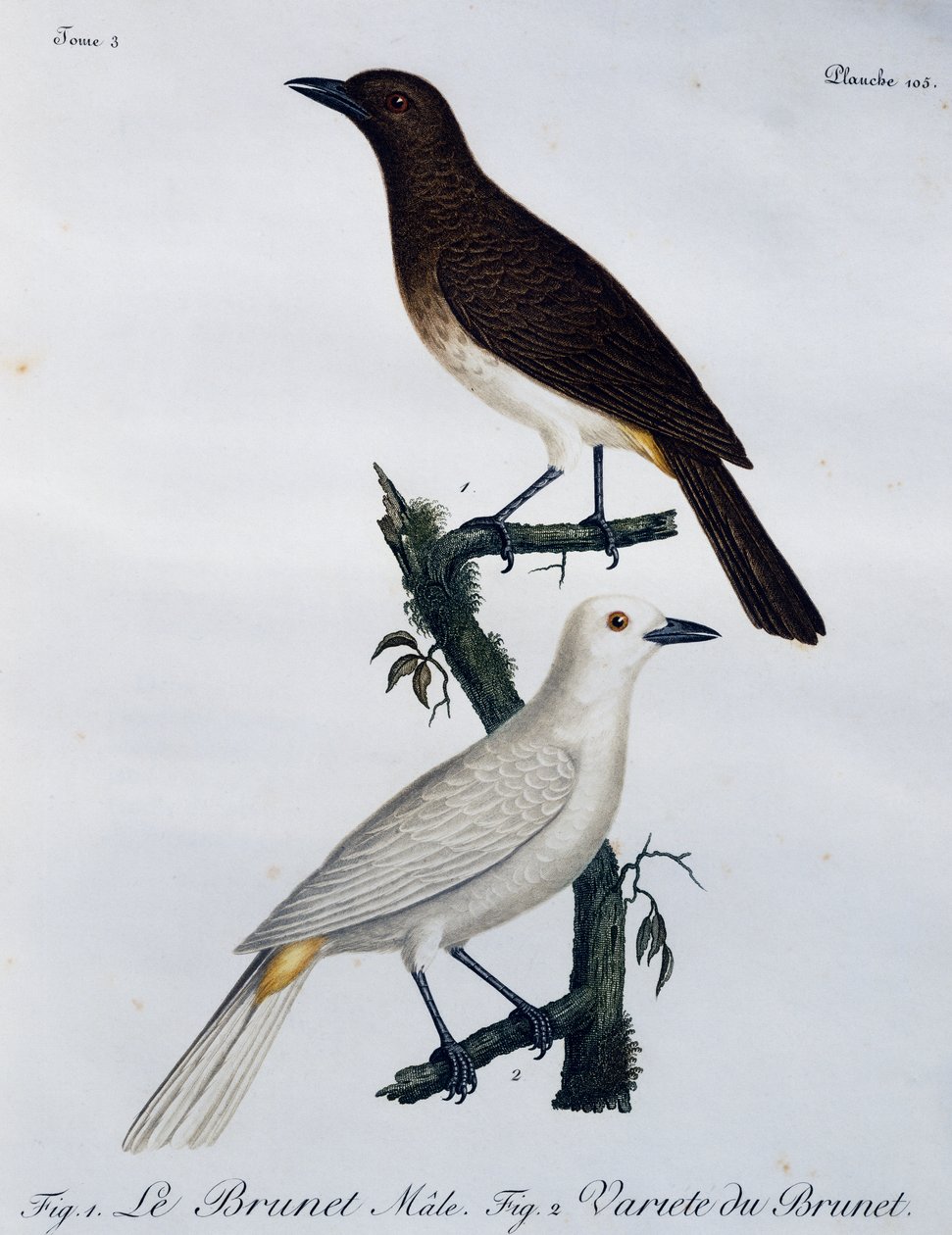 Afrikai vörösszemű bulbul (Pycnonotus nigricans), metszet a Histoire Naturelle des Oiseaux d