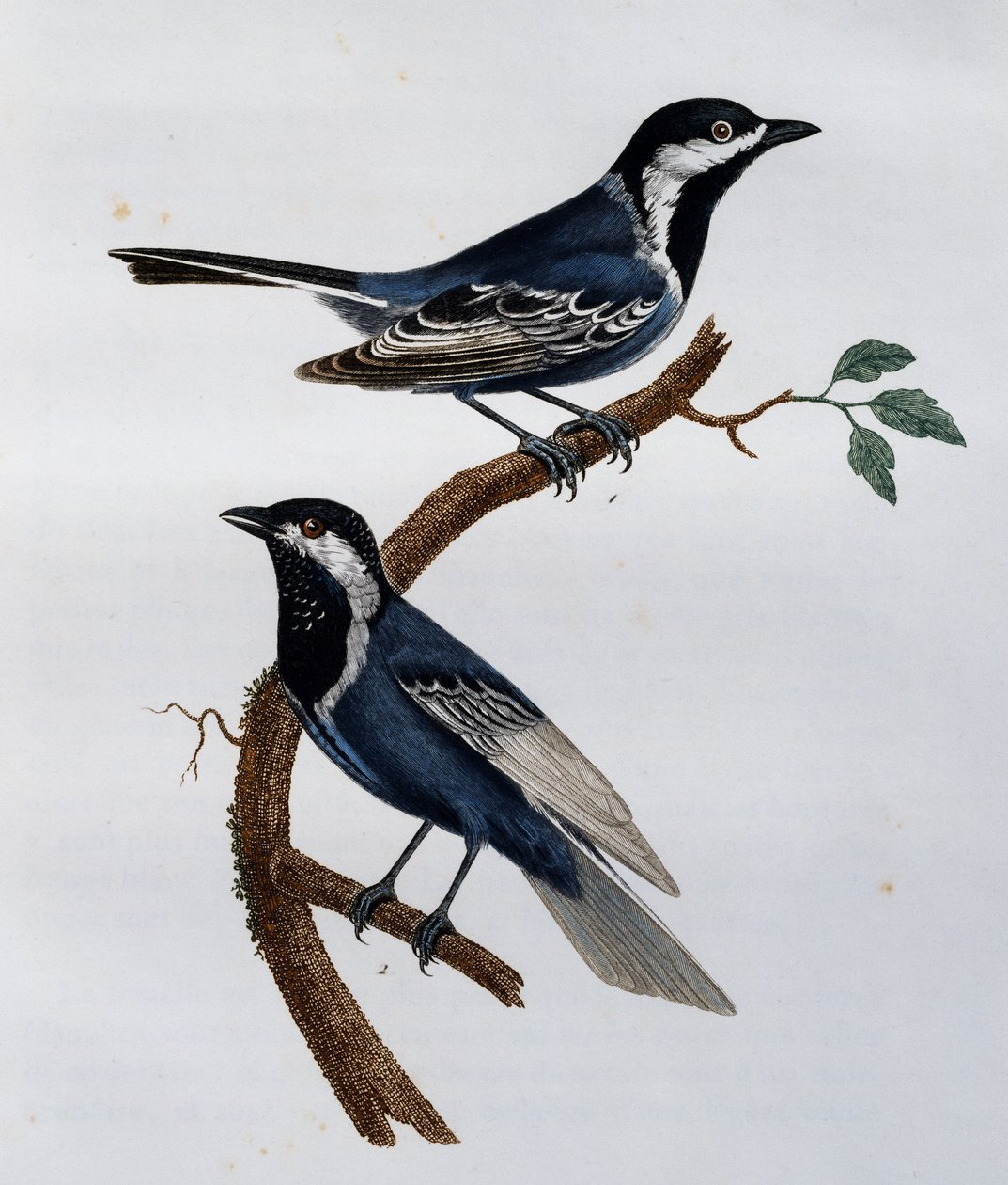 Kőrisbagoly (Parus cinerascens), metszet a Histoire Naturelle des Oiseaux d