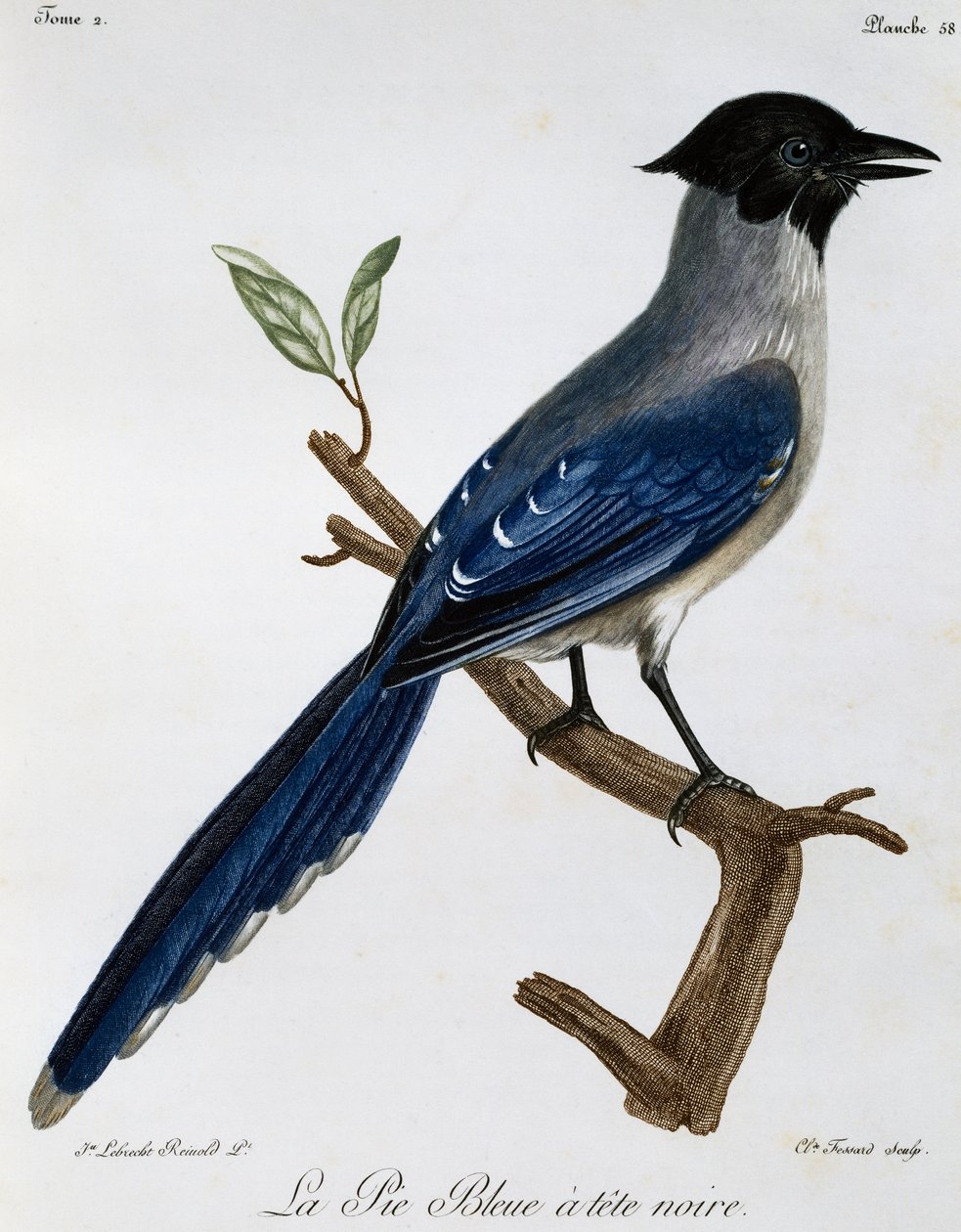 Azúrkék szárnyú szarka (Cyanopica cyanus), metszet az afrikai madarak természetrajzából alkotó: Francois Le Vaillant