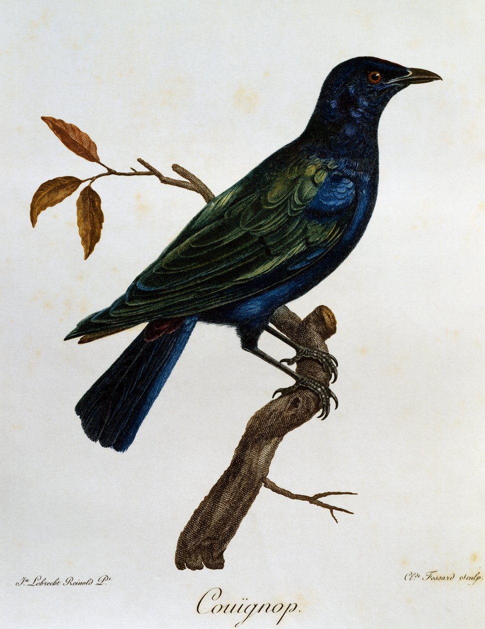 Feketehasú fényes seregély (Lamprotornis corruscus), metszet a Histoire Naturelle des Oiseaux d