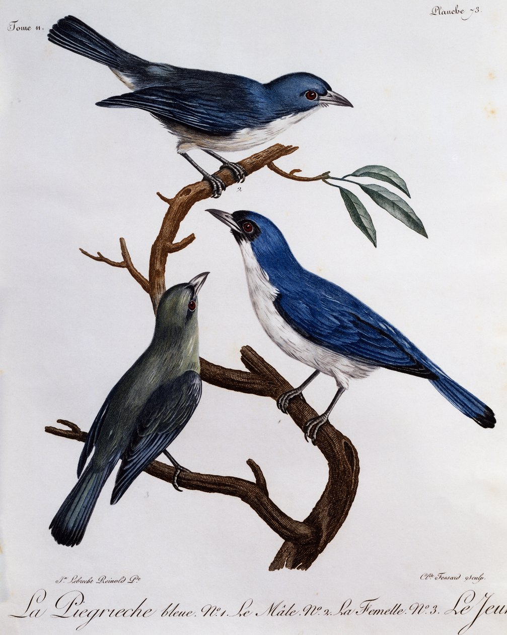 Kék Vanga (Cyanolanius madagascarinus), metszet az afrikai madarak természetrajzából alkotó: Francois Le Vaillant