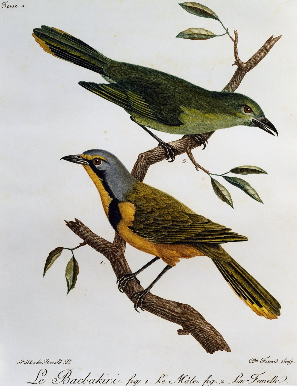 Bokmakierie bushshrike (Telophorus zeylonus), metszet az afrikai madarak természetrajzából alkotó: Francois Le Vaillant