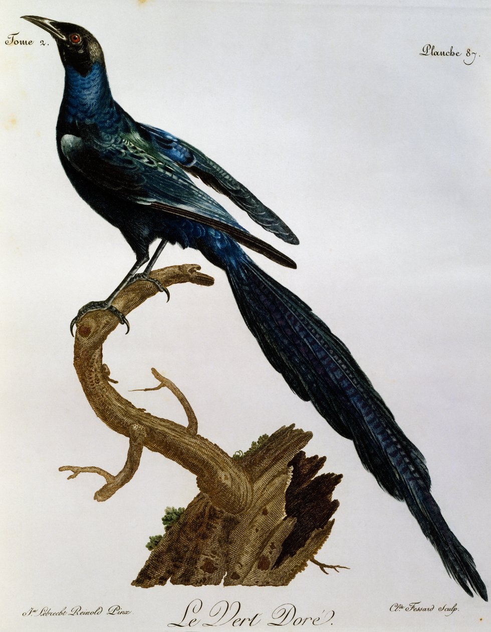 Burchell fényes seregélye (Lamprotornis australis), metszet a Histoire Naturelle des Oiseaux d