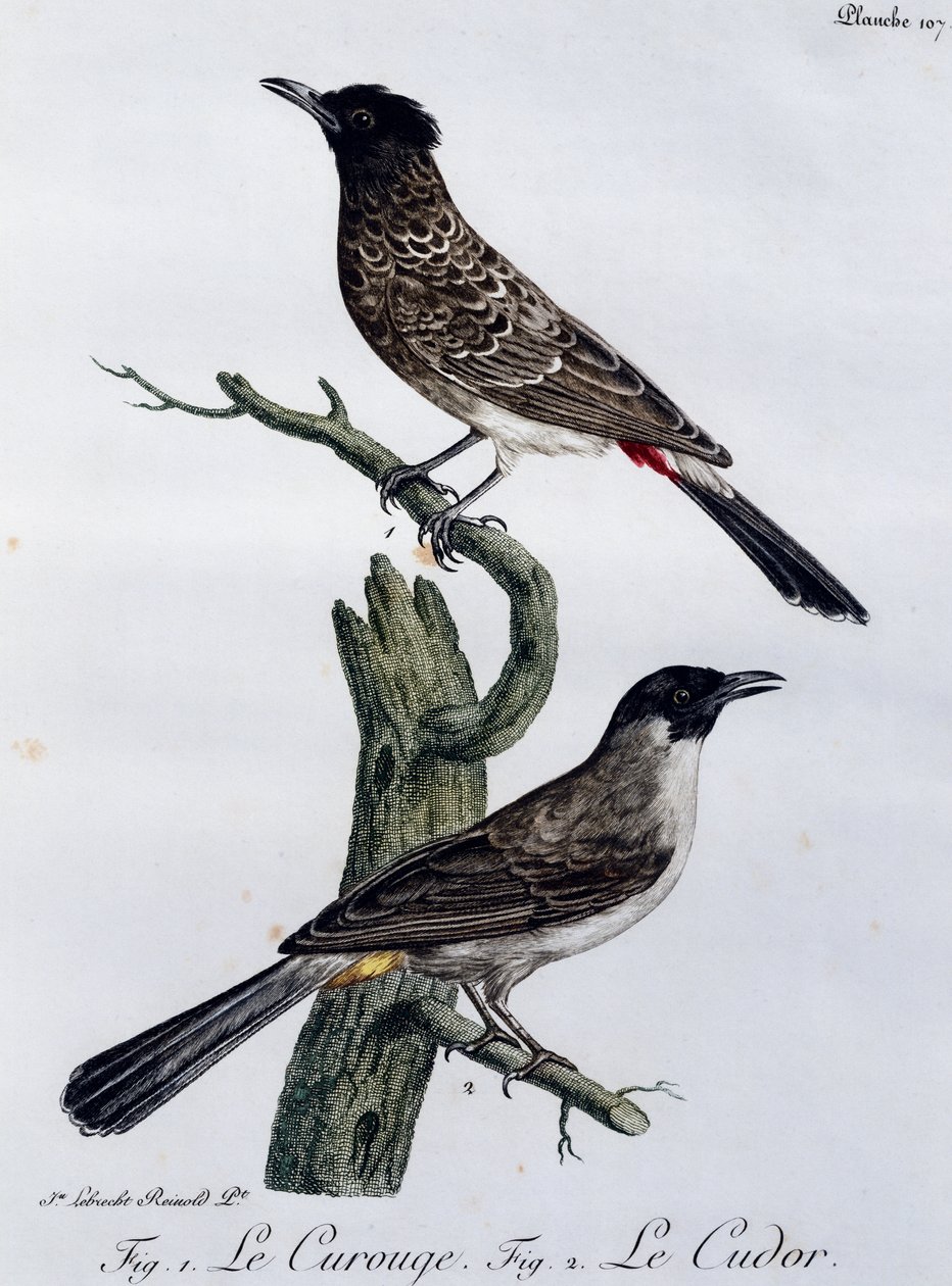 Cape Bulbul (Pycnonotus capensis) és alul Garden Bulbul (Pycnonotus barbatus), metszet a Histoire Naturelle des Oiseaux d