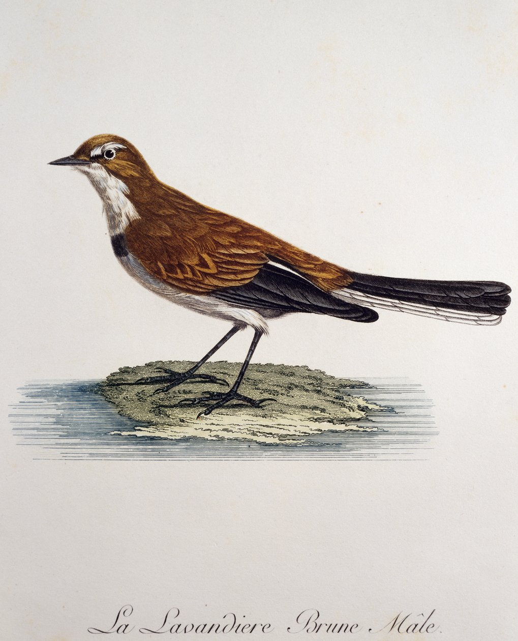 Férfi csóró (Motacilla capensis), metszet a Histoire Naturelle des Oiseaux d