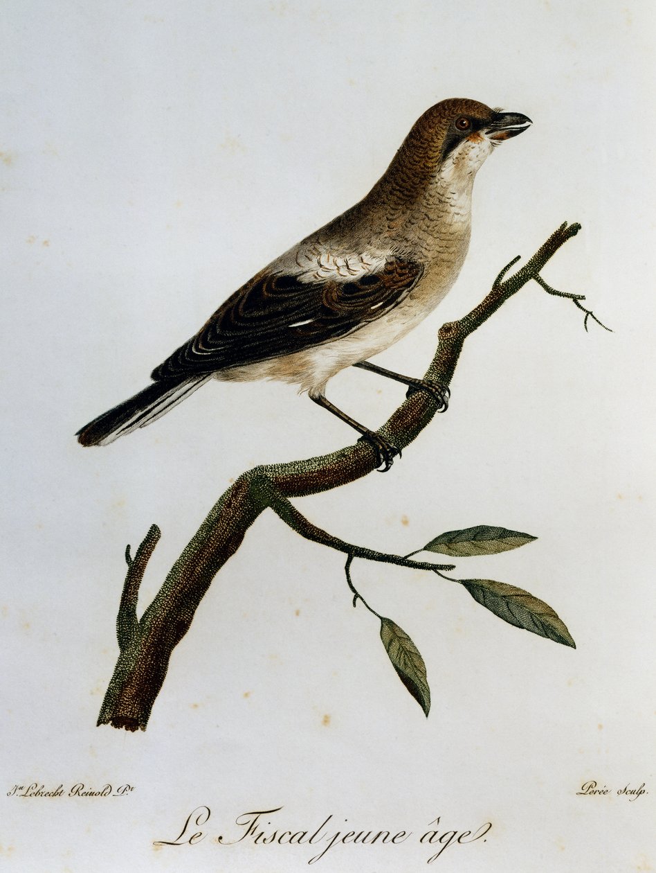 Közönséges fiskális (Lanius collaris), metszet az afrikai madarak természetrajzából alkotó: Francois Le Vaillant