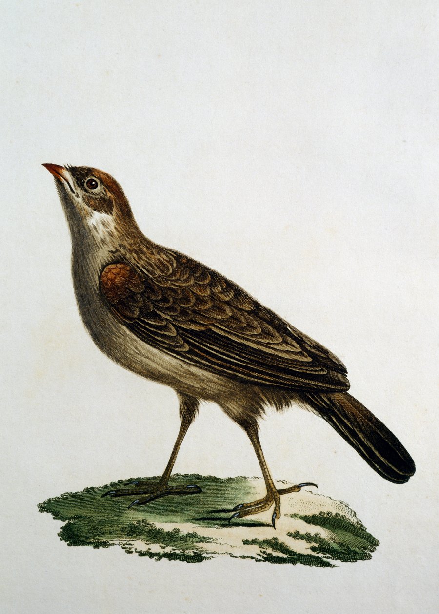 Nőstény kakukkhenger, metszet az afrikai madarak természetrajzából, Francois Le Vaillant (1753-1824), Franciaország alkotó: Francois Le Vaillant