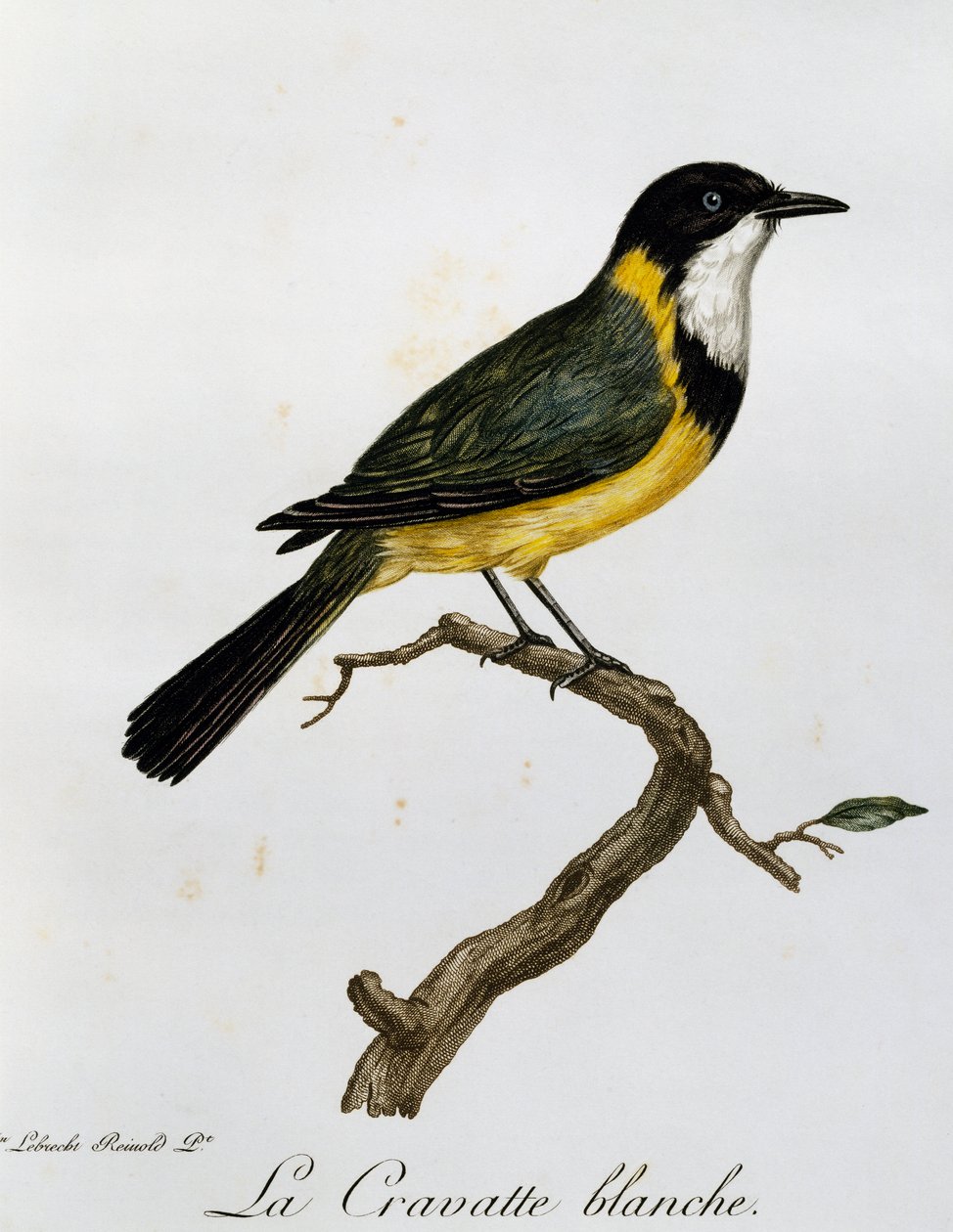 Golden Whistler (Pachycephala pectoralis), metszet az afrikai madarak természetrajzából alkotó: Francois Le Vaillant