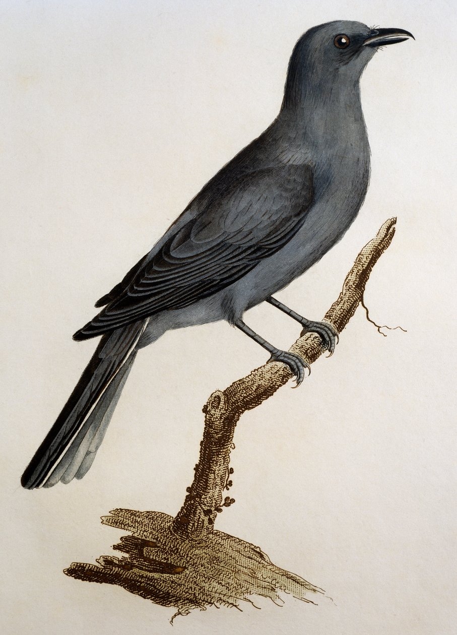 Szürke kakukkfű (Coracina caesia), metszet a Histoire Naturelle des Oiseaux d