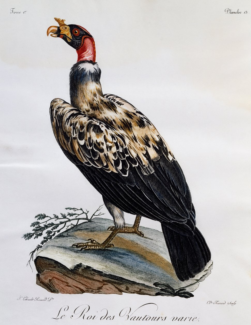 Király keselyű (Sarcoramphus papa), metszet az afrikai madarak természetrajzából alkotó: Francois Le Vaillant
