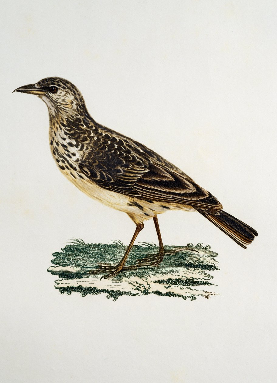Nagycsőrű pacsirta (Galerida magnirostris), metszet a Histoire Naturelle des Oiseaux d