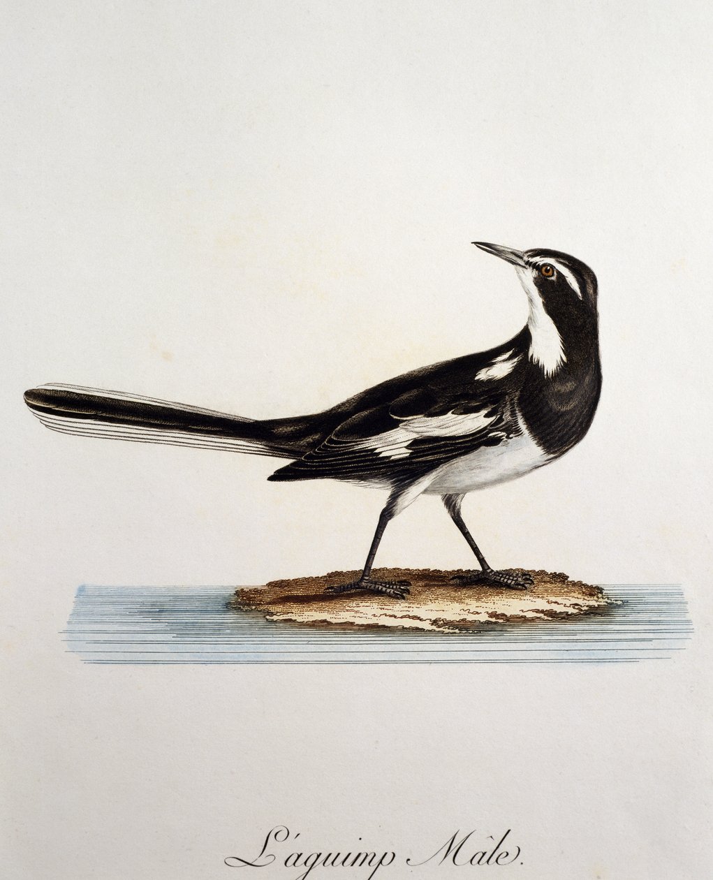 Hím afrikai csicska (Motacilla aguimp), metszet a Histoire Naturelle des Oiseaux d
