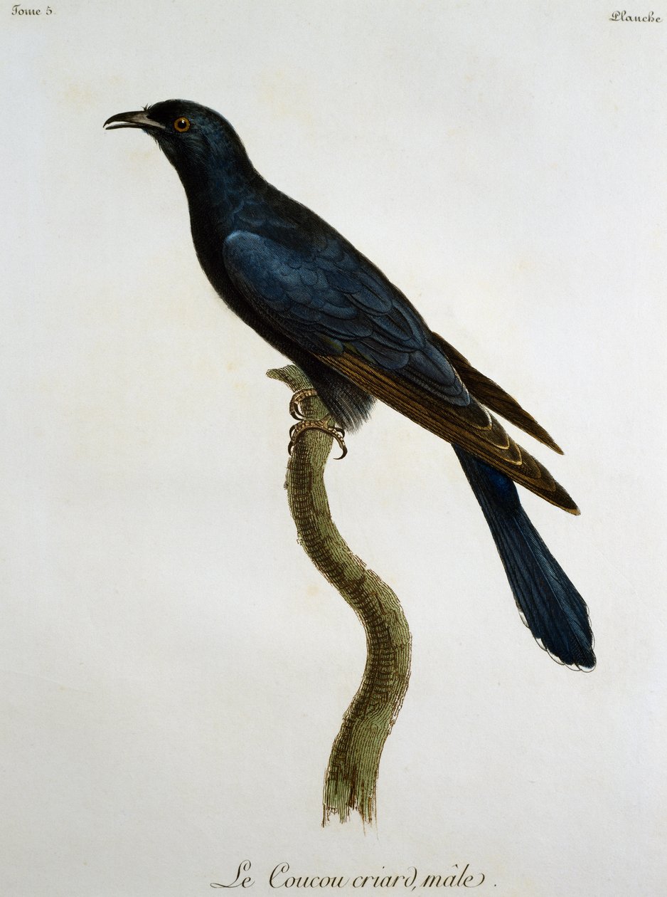 Hím fekete kakukk (Cuculus clamosus), metszet a Histoire Naturelle des Oiseaux d