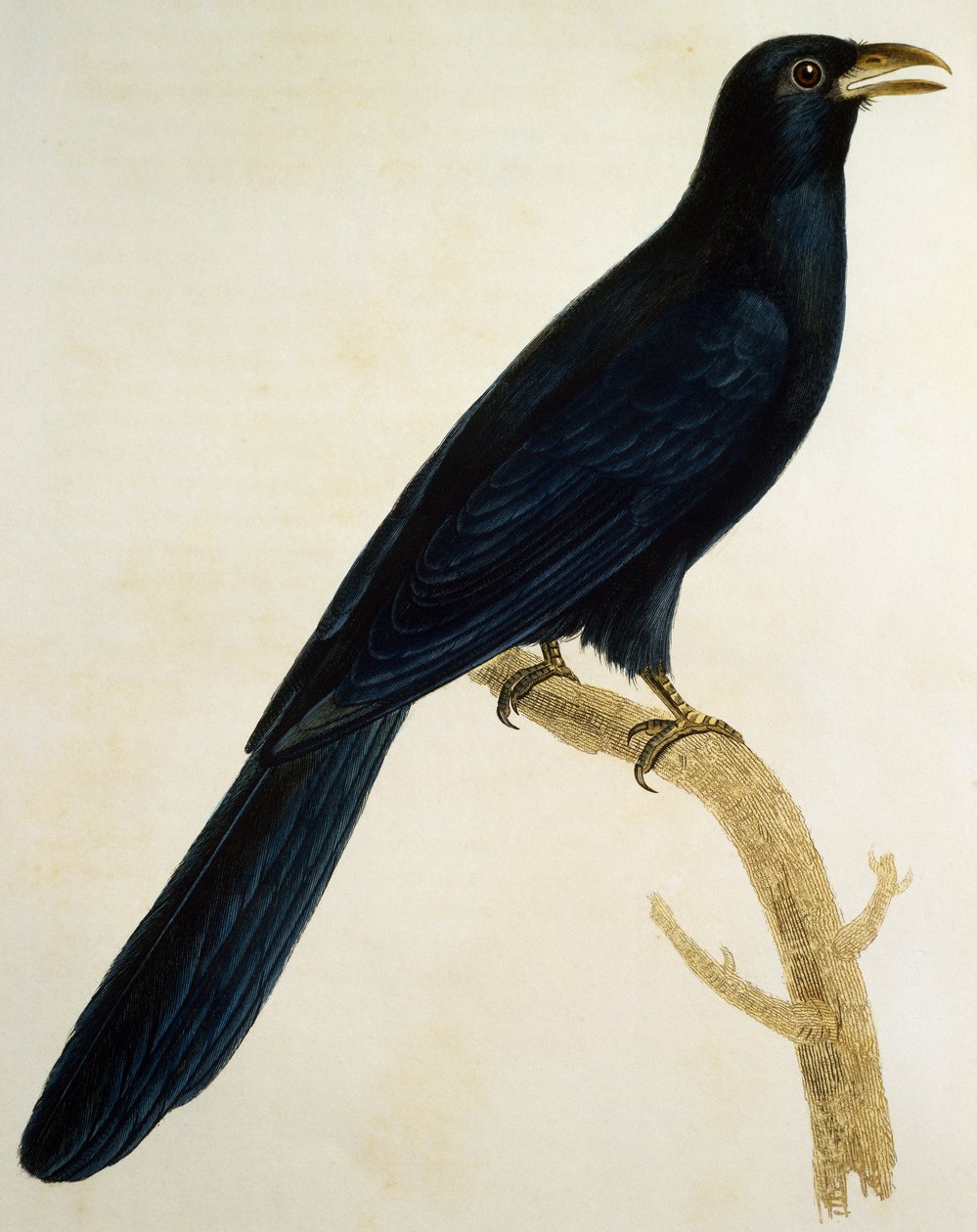 Férfi Coucou a gros bec, metszet a Histoire Naturelle des Oiseaux d