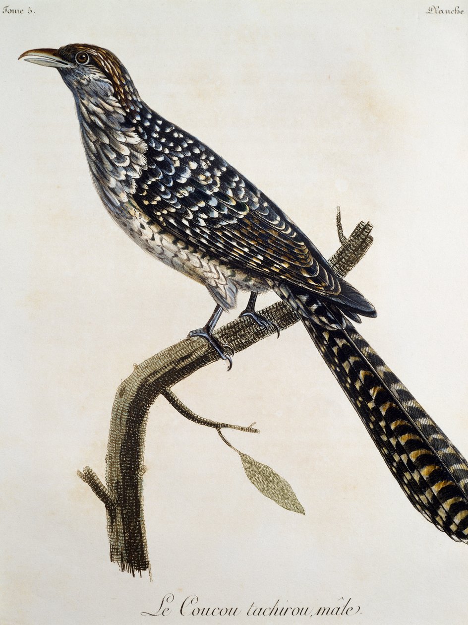 Hím Coucou tachirou, metszet az afrikai madarak természetrajzából, Francois Le Vaillant (1753-1824), Franciaország alkotó: Francois Le Vaillant