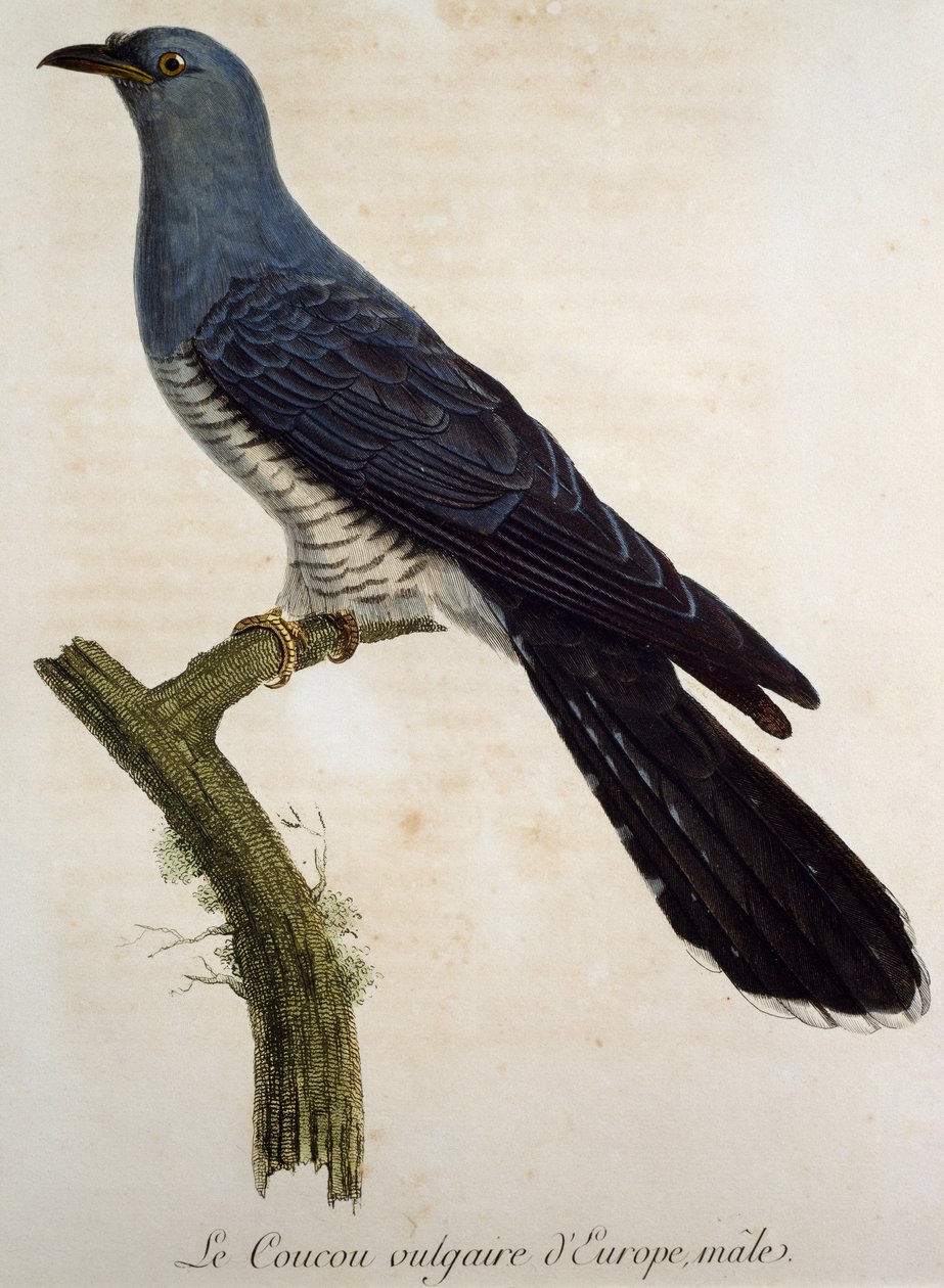 Hím eurázsiai kakukk (Cuculus canorus), metszet a Histoire Naturelle des Oiseaux d