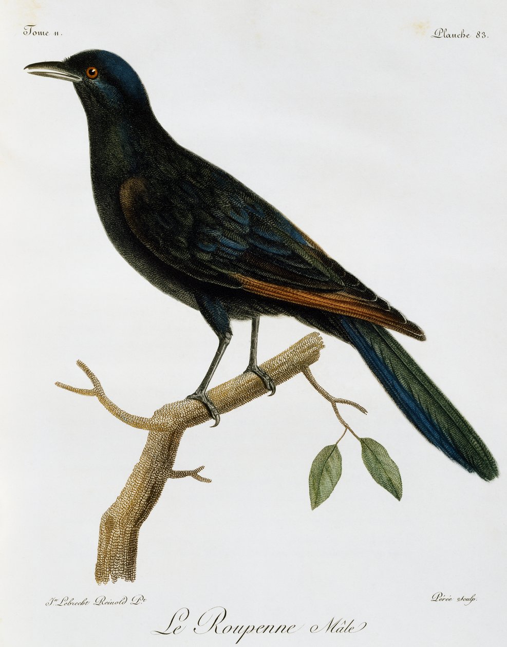 Hím vörösszárnyú seregély (Onychognathus morio), metszet a Histoire Naturelle des Oiseaux d