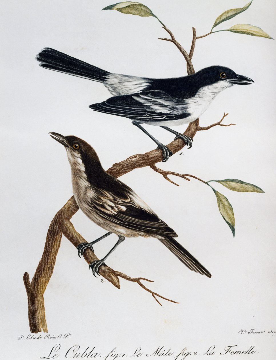 Feketehátú Puffback (Dryoscopus cubla) hím és nőstény, metszet a Histoire Naturelle des Oiseaux d