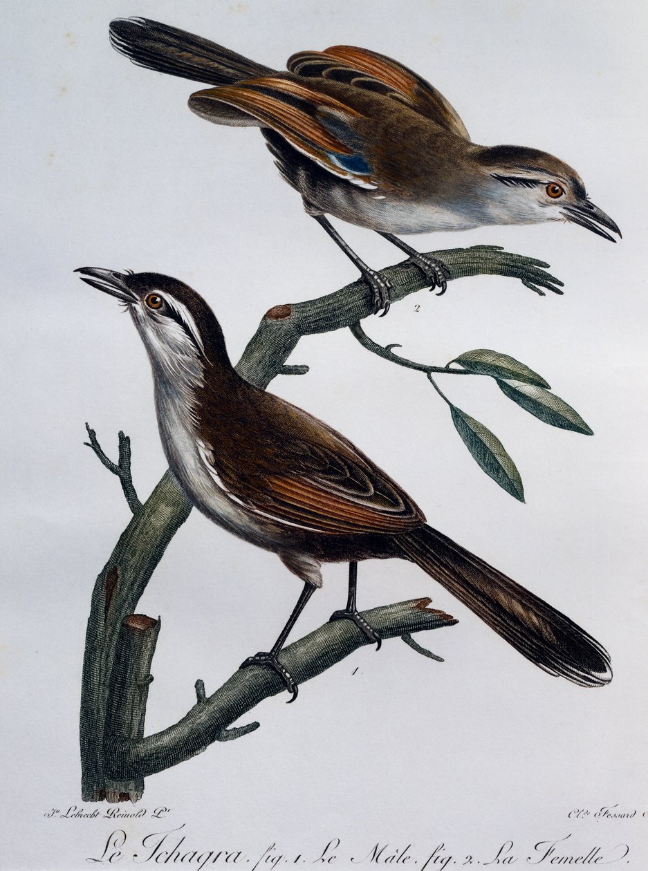 Fekete koronás Tchagra (Tchagra senegalus) hím és nőstény, metszet a Histoire Naturelle des Oiseaux d