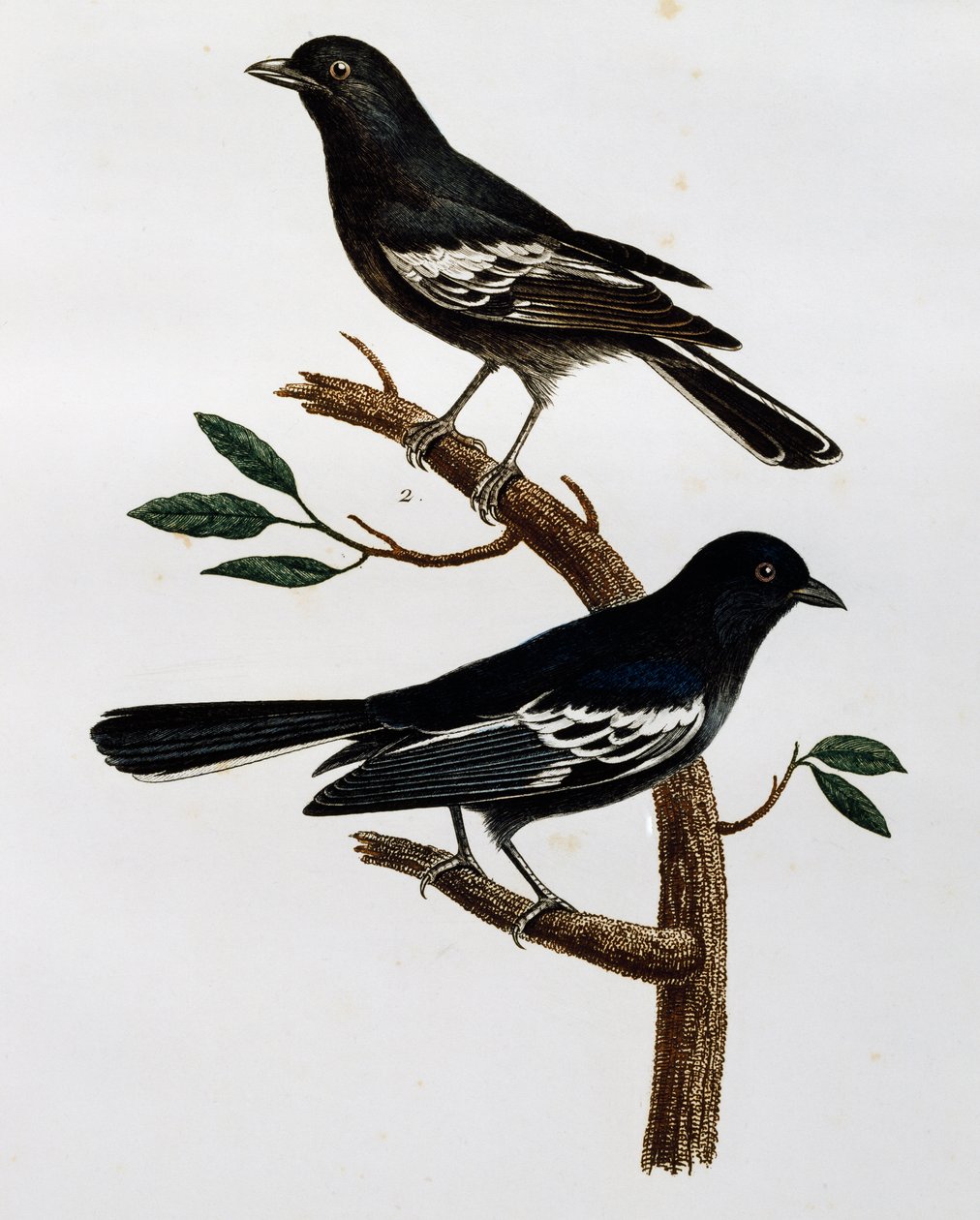 Fekete cinege (Parus niger) hím és nőstény, metszet a Histoire Naturelle des Oiseaux d