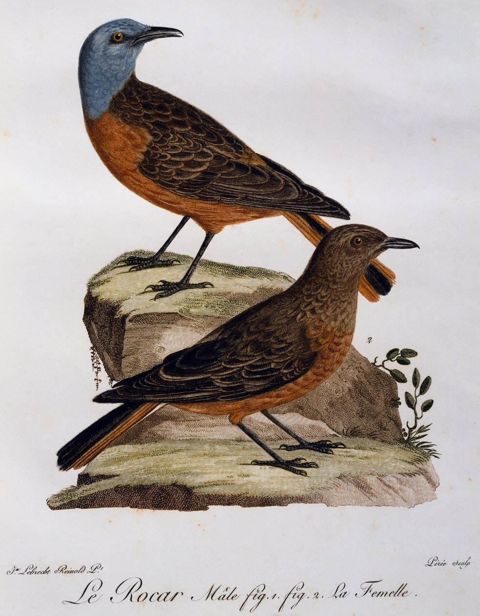 Fokföldi rigó (Monticola rupestris) hím és nősténye, metszet a Histoire Naturelle des Oiseaux d