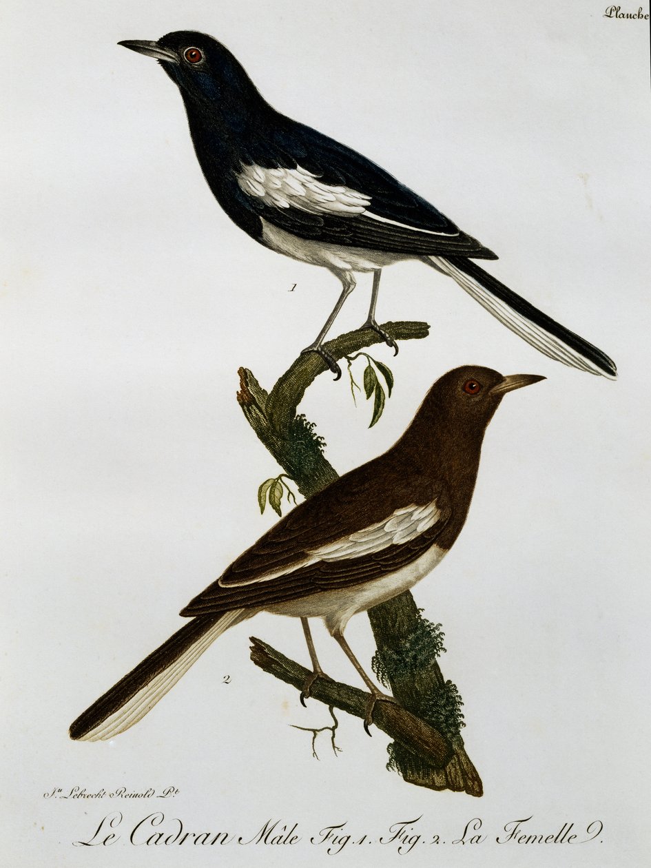Keleti szarka-robin (Copsychus saularis) hím és nőstény, metszet a Histoire Naturelle des Oiseaux d
