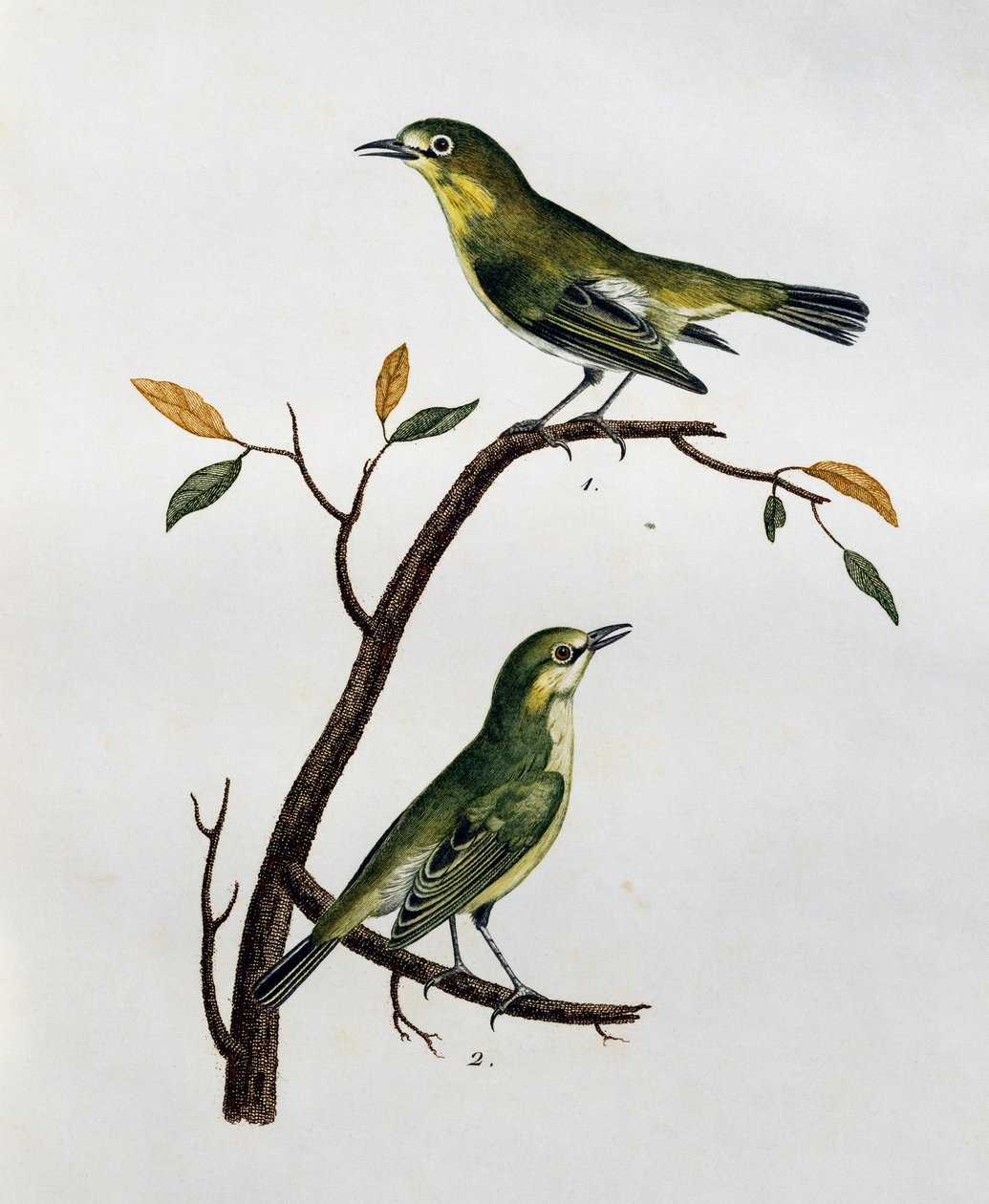 Halvány fehérszemű (Zosterops pallidus) hím és nőstény, metszet a Histoire Naturelle des Oiseaux d