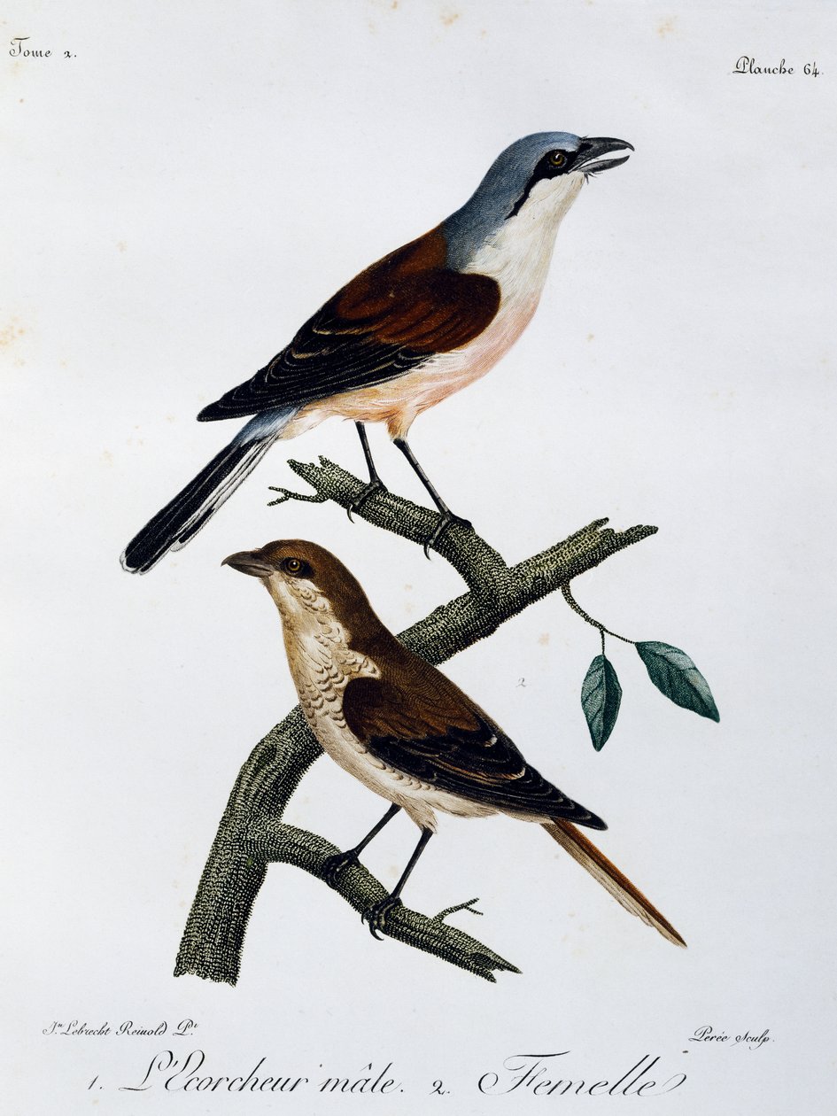 Vöröshátú rák (Lanius collurio) hím és nőstény, metszet a Histoire Naturelle des Oiseaux d