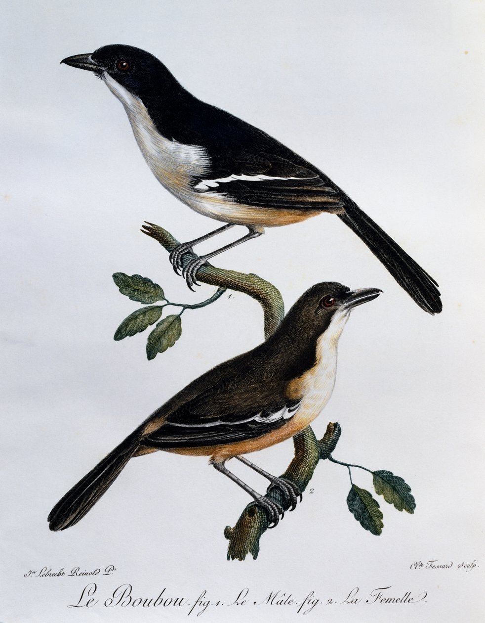 Southern Boubou (Laniarius ferrugineus) hím és nőstény, metszet a Histoire Naturelle des Oiseaux d
