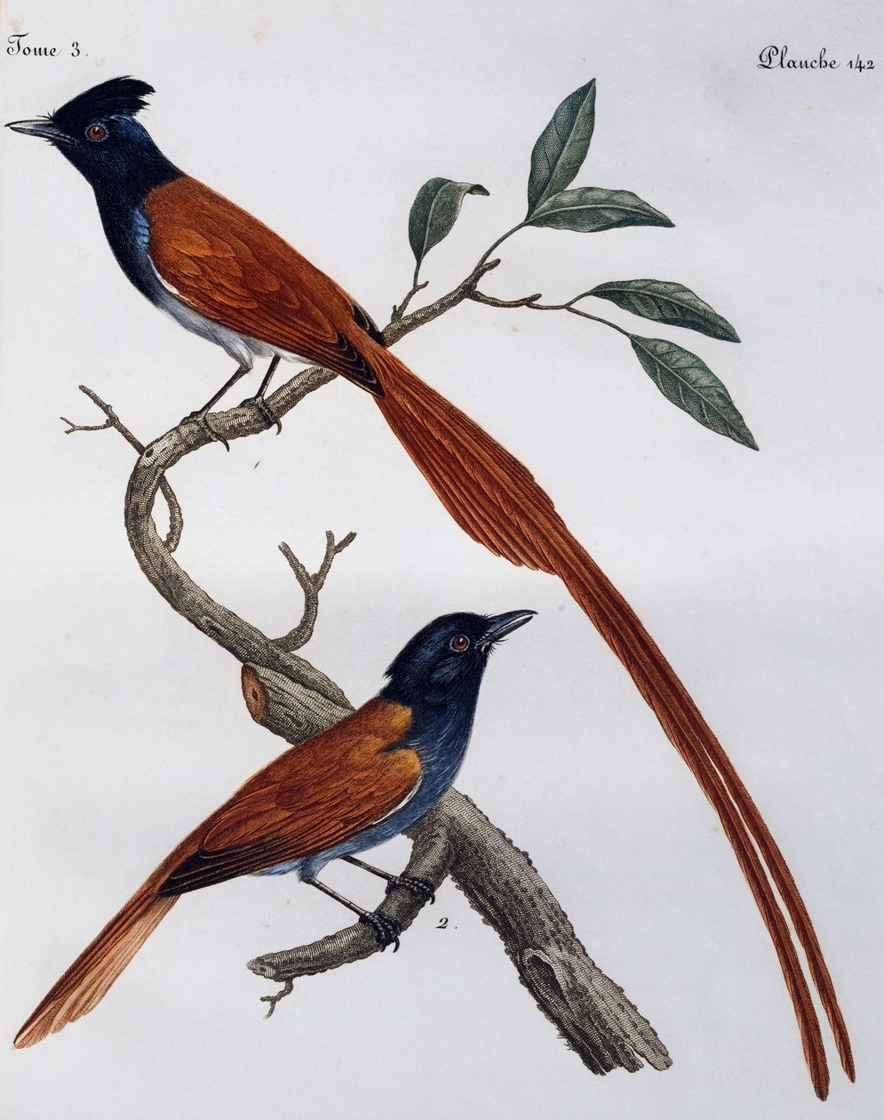 Pettyes légykapó (Muscicapa striata) hím és nőstény, metszet a Histoire Naturelle des Oiseaux d