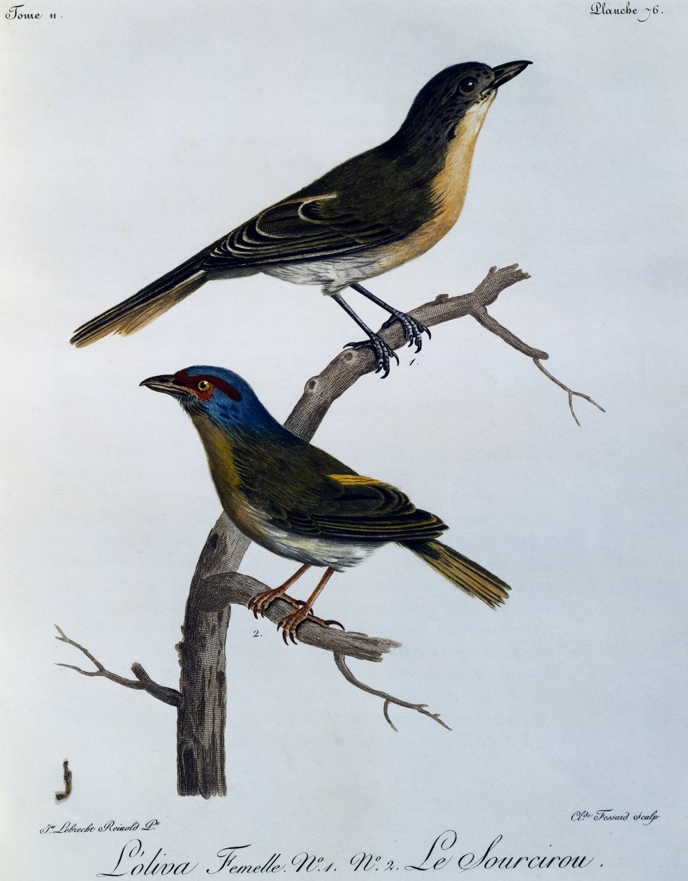 Olívabokor (Telophorus olivaceus), metszet az afrikai madarak természetrajzából alkotó: Francois Le Vaillant