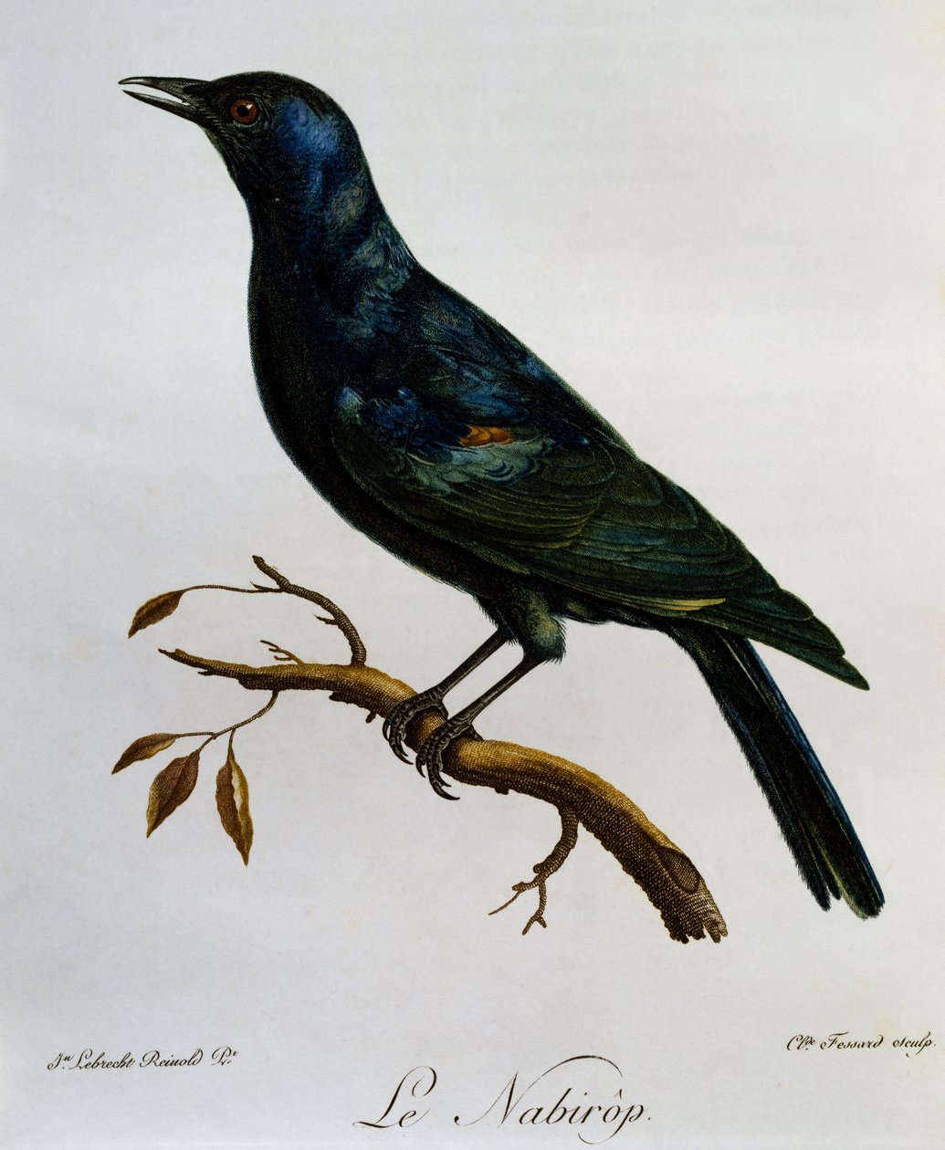 Halványszárnyú seregély (Onychognathus nabouroup), metszet az afrikai madarak természetrajzából alkotó: Francois Le Vaillant