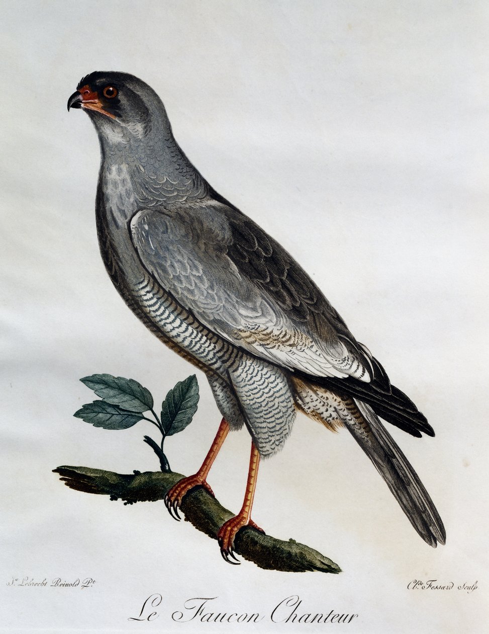 Halvány Chanting-Goshawk (Melierax canorus), metszet az afrikai madarak természetrajzából alkotó: Francois Le Vaillant