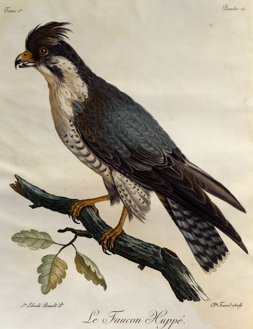 Vándorsólyom (Falco peregrinus), metszet az afrikai madarak természetrajzából alkotó: Francois Le Vaillant