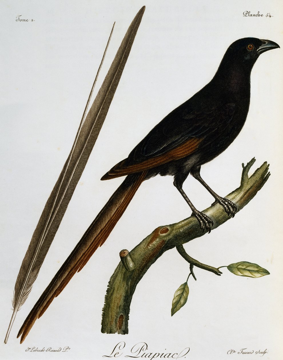 Piapiac (Ptilostomus afer), metszet a Histoire Naturelle des Oiseaux d