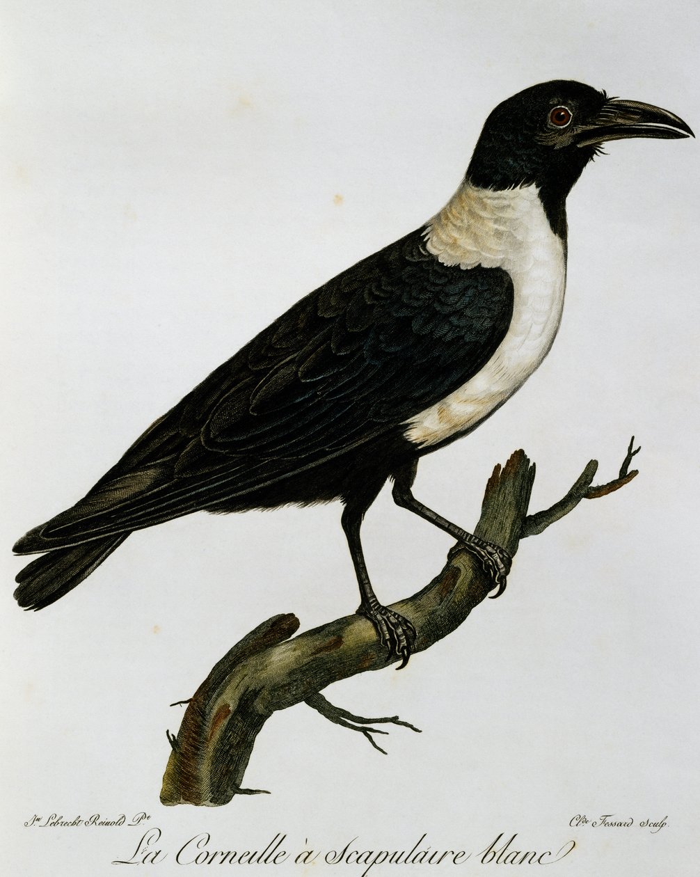 Varjú (Corvus albus), metszet az afrikai madarak természetrajzából alkotó: Francois Le Vaillant