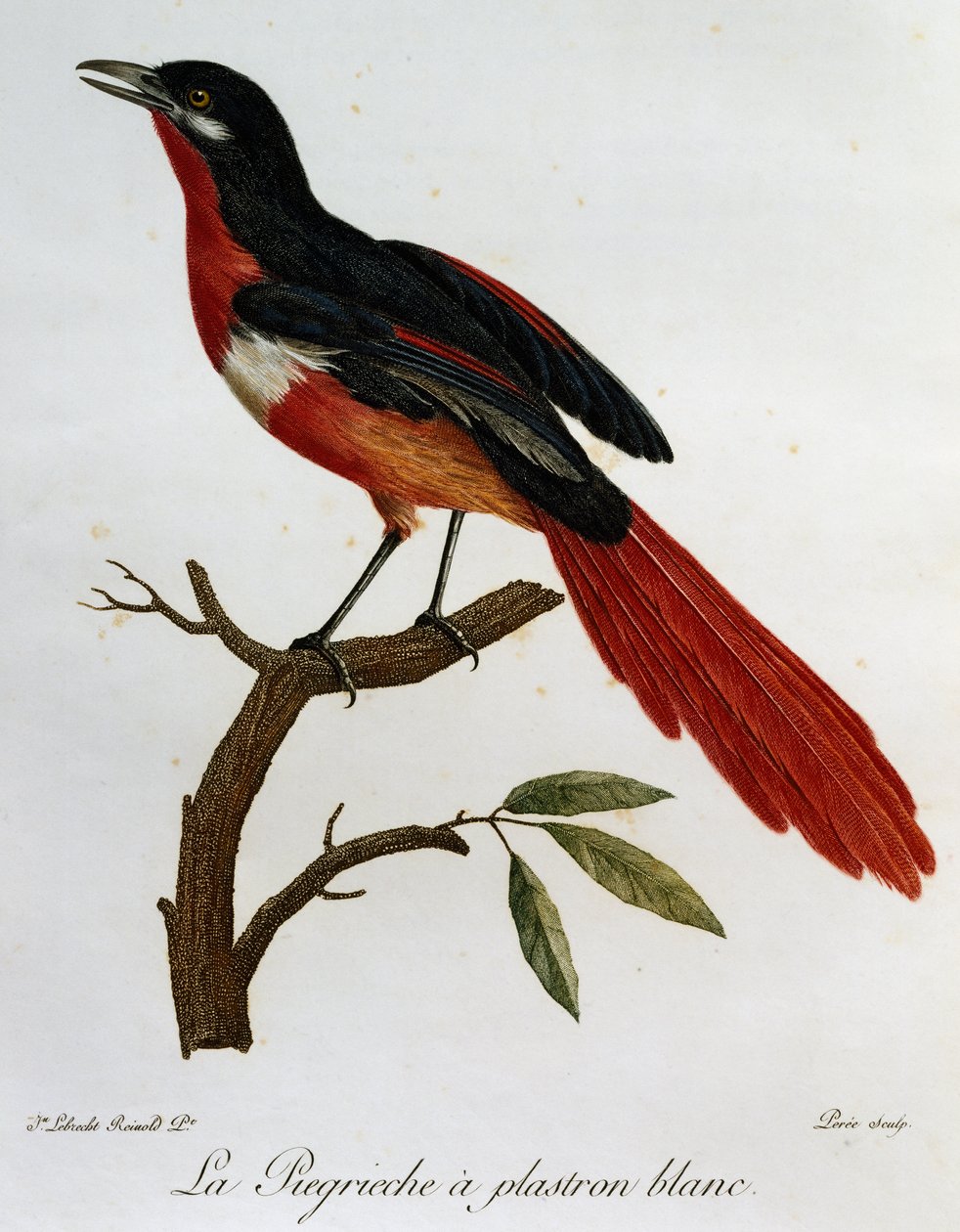 Fehérmellű Piegriche (Lanius mystacus), metszet a Histoire naturelle des Oiseaux d