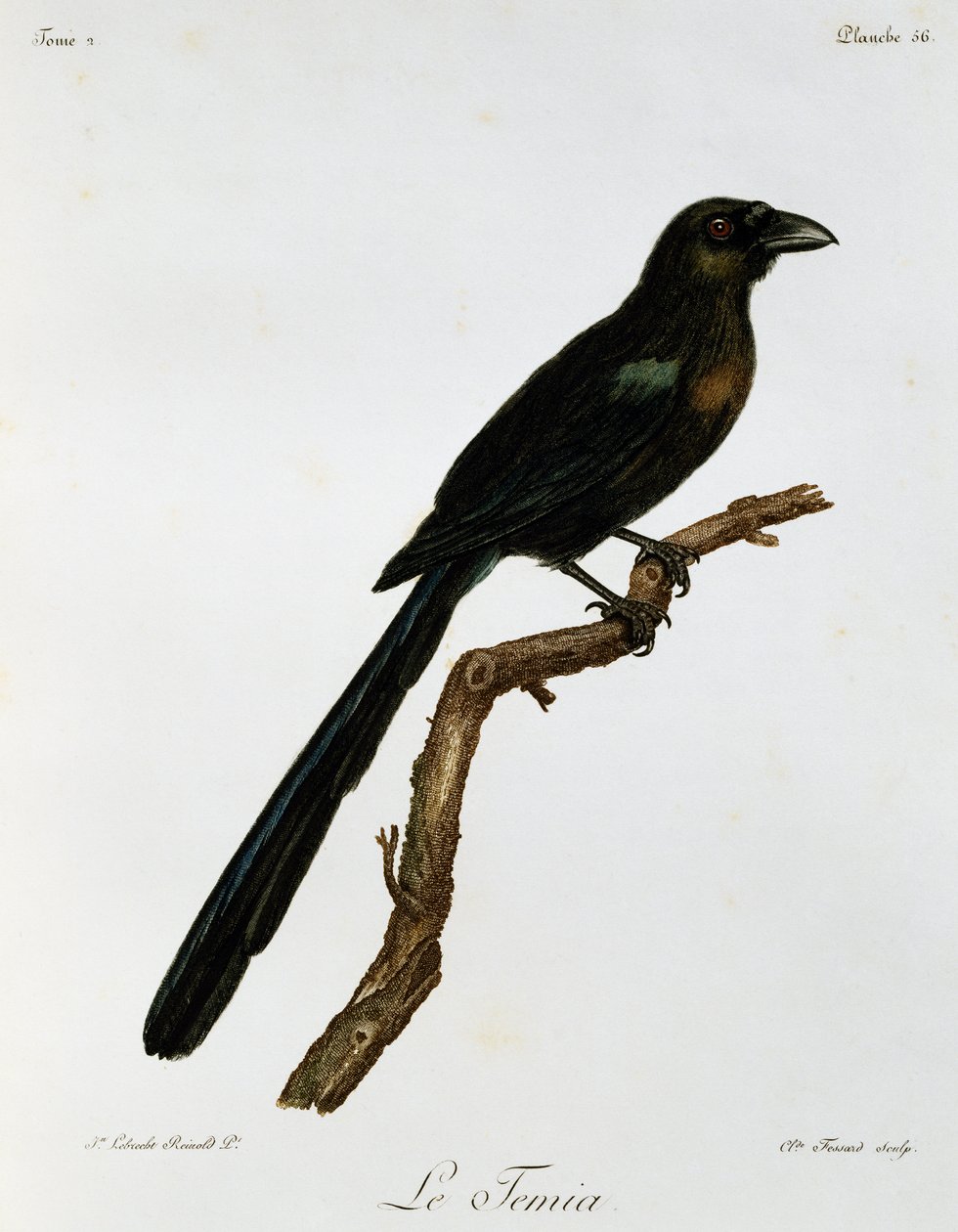Racket-tailed Treepie (Crypsirina temia), metszet az afrikai madarak természetrajzából alkotó: Francois Le Vaillant