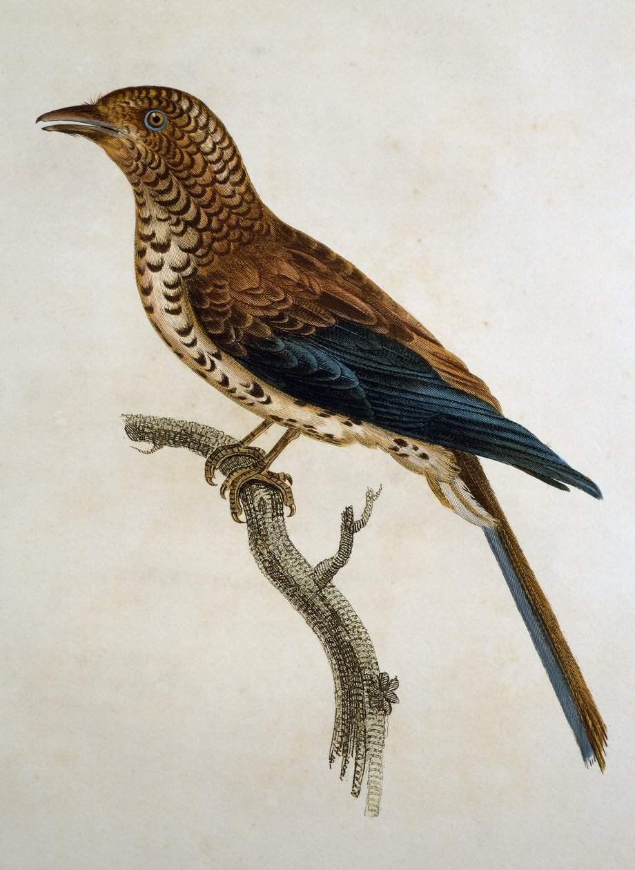Vörös sapkás pacsirta (Calandrella cinerea), metszet a Histoire Naturelle des Oiseaux d