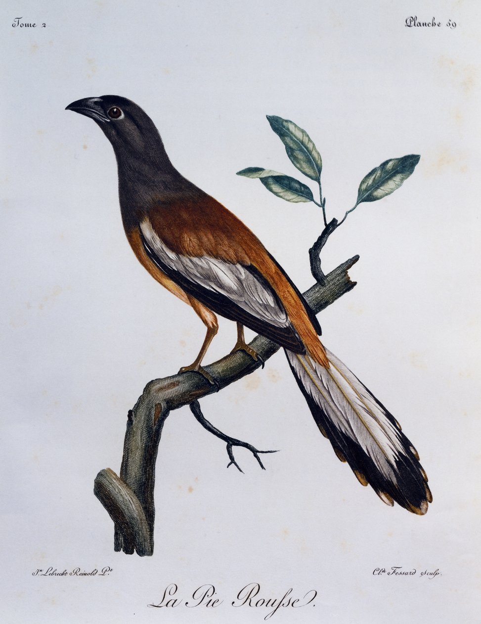 Rufous Treepie (Dendrocitta vagabunda), metszet az afrikai madarak természetrajzából alkotó: Francois Le Vaillant